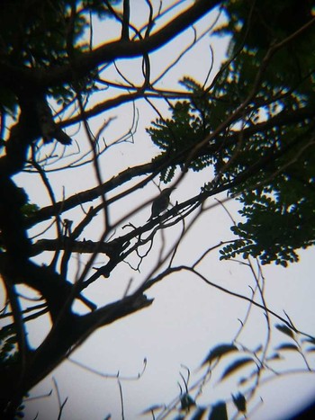 White-cheeked Starling 原町田市民の森 Sat, 5/26/2018