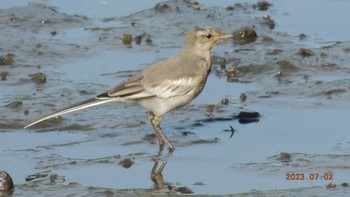 Wagtail Kasai Rinkai Park Sun, 7/2/2023