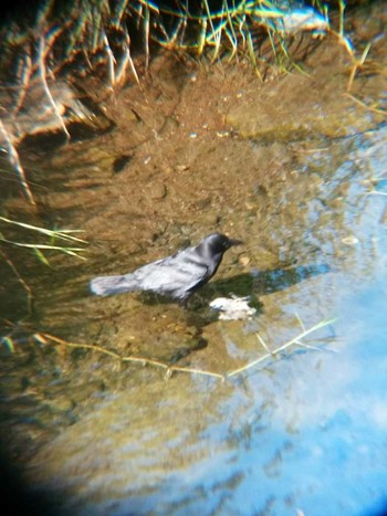 Carrion Crow 恩田川(高瀬橋付近) Sun, 5/27/2018