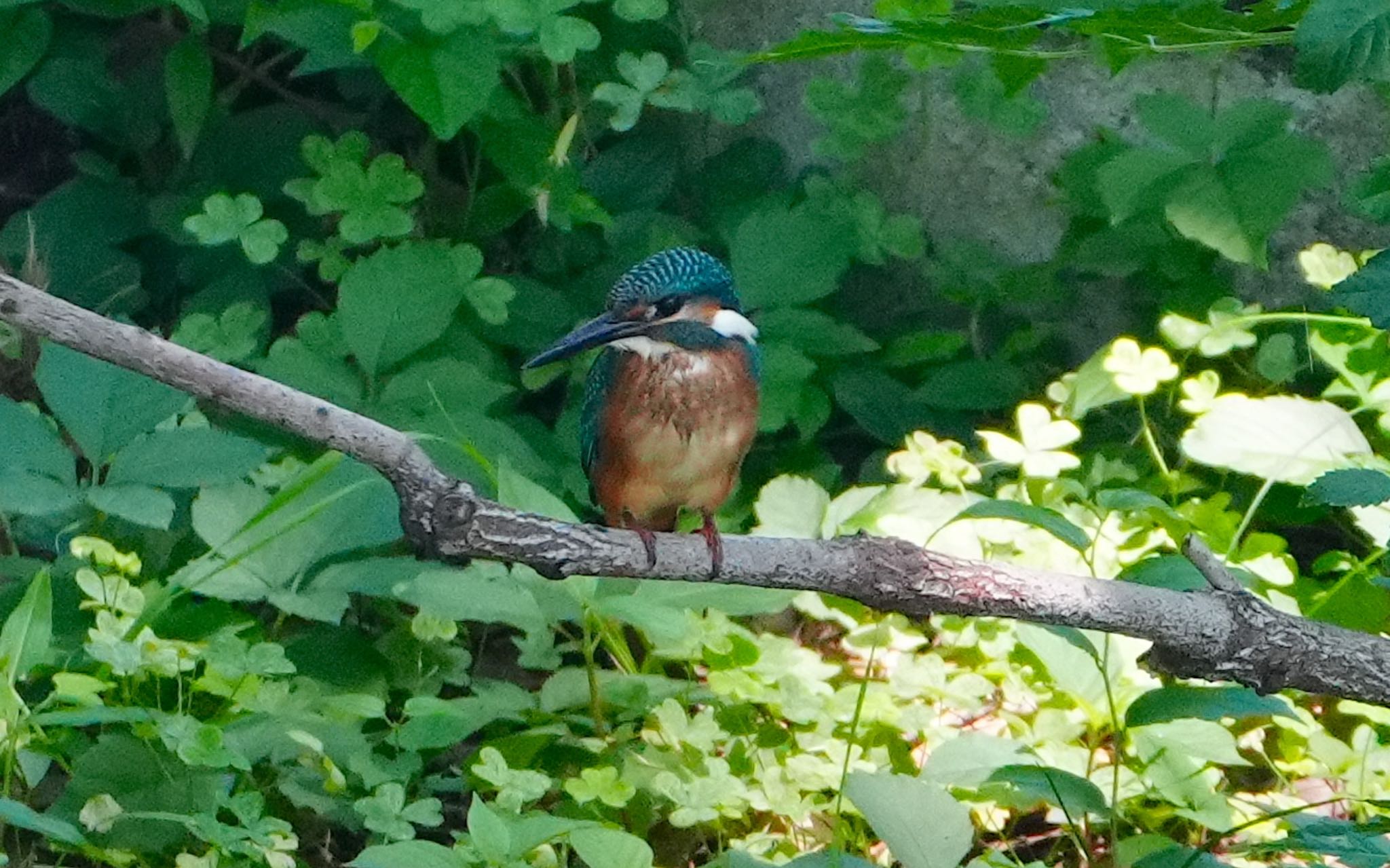 カワセミ