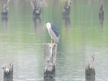 Black-crowned Night Heron Isanuma Mon, 6/26/2023