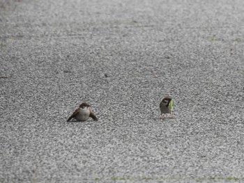 Eurasian Tree Sparrow Isanuma Mon, 6/26/2023