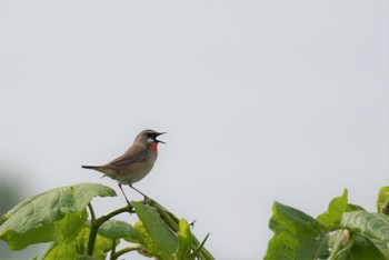 ノゴマ 石狩 茨戸川 2023年5月28日(日)