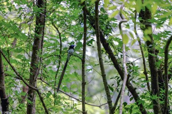 サンコウチョウ 相模原市緑区 2023年6月18日(日)