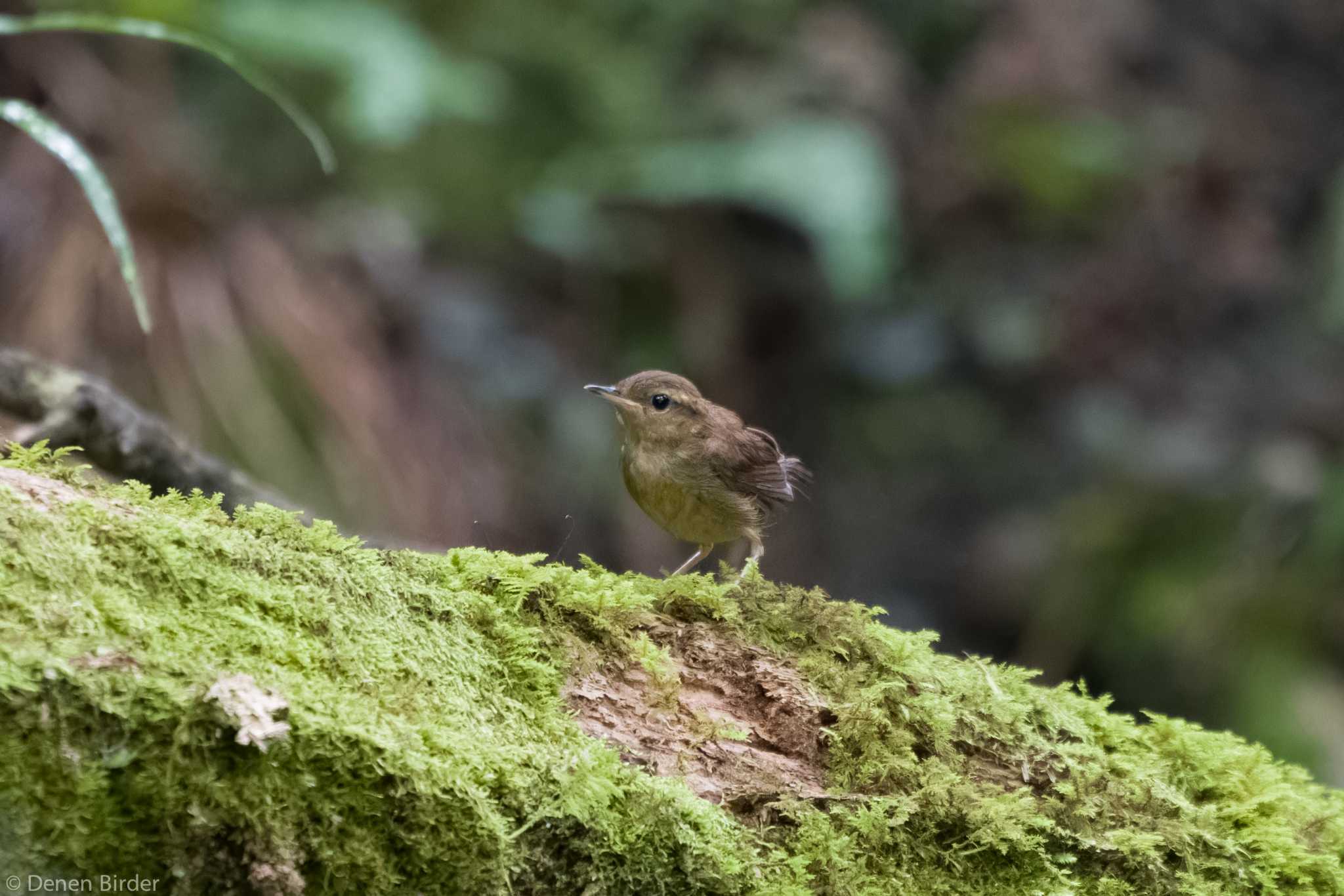 雨音とは違う鳴き声 by 田園Birder