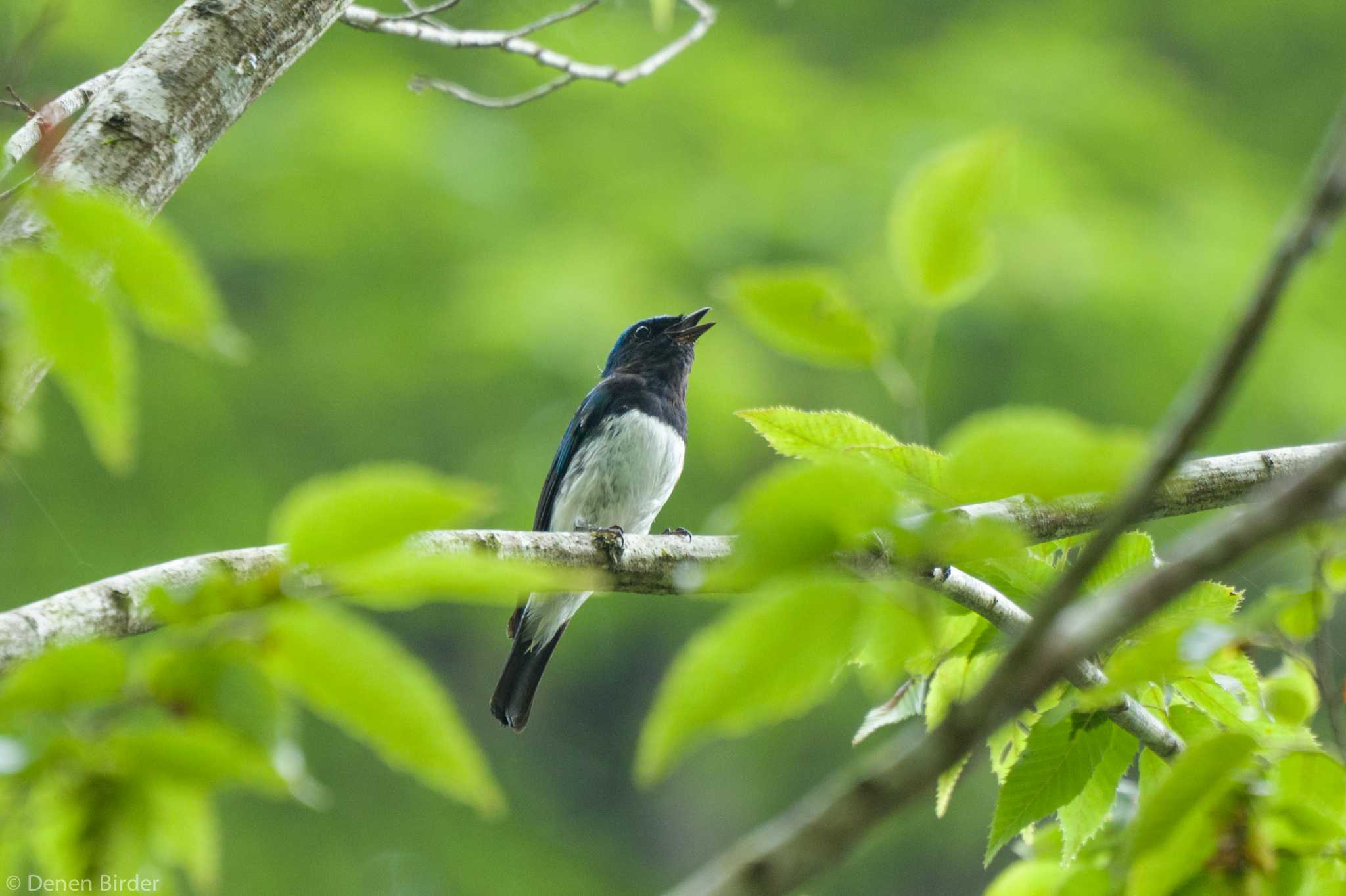 Blue-and-white Flycatcher