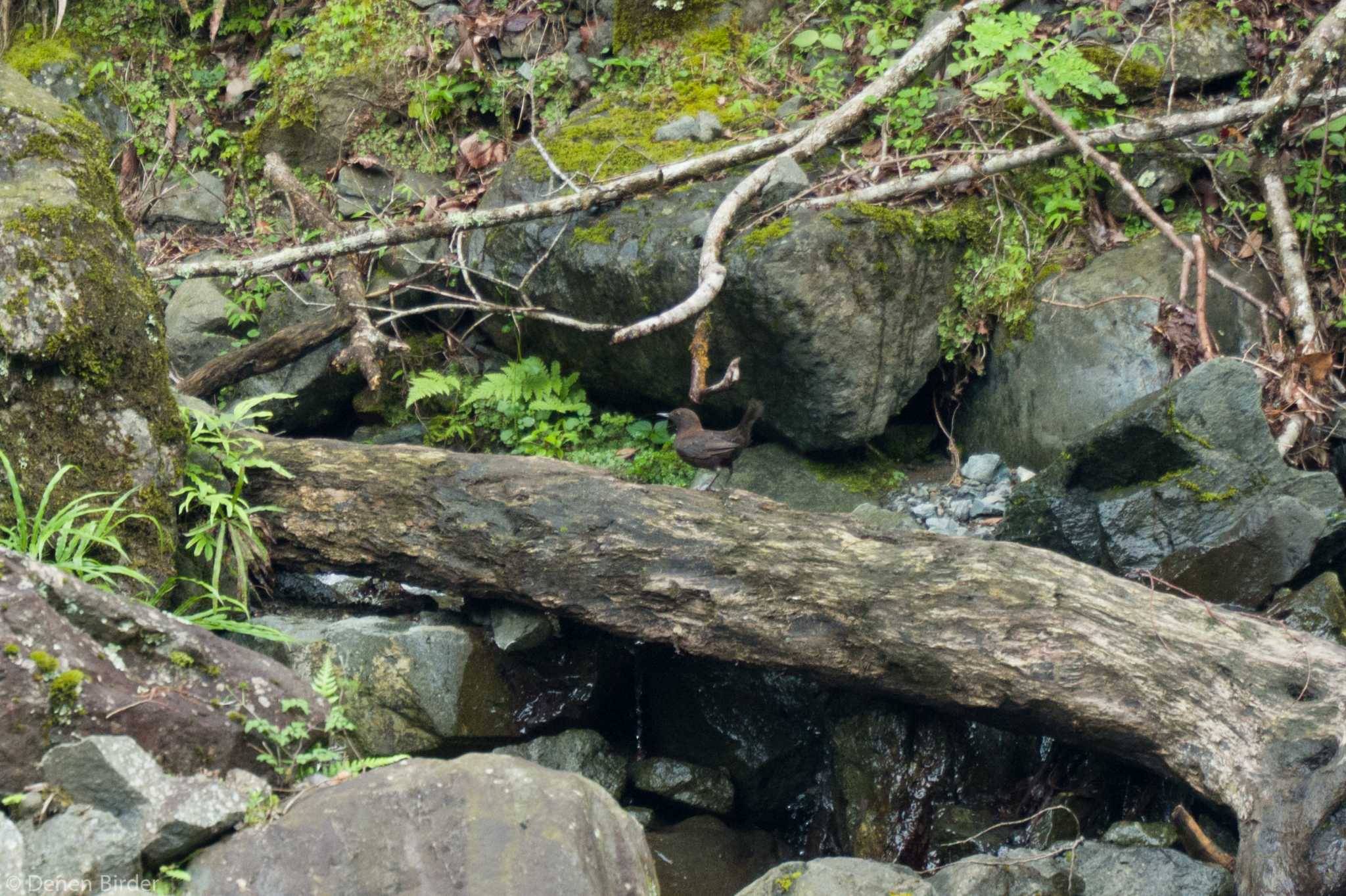 Brown Dipper