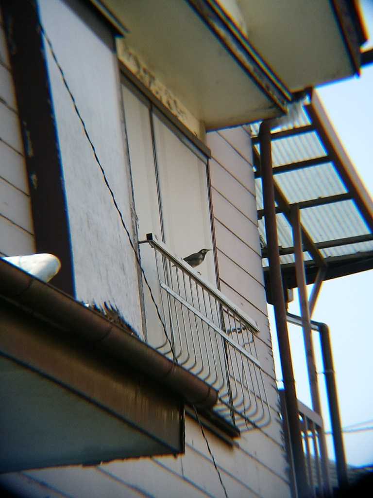 Photo of White-cheeked Starling at 恩田川(高瀬橋付近) by Kozakuraband