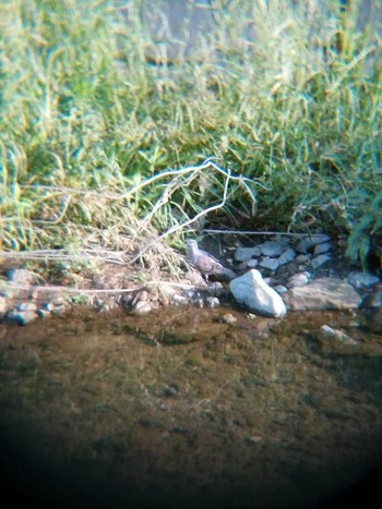 Oriental Turtle Dove 恩田川(高瀬橋付近) Sun, 5/27/2018