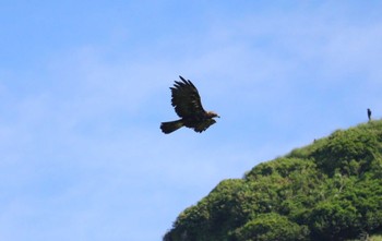 イヌワシ 伊吹山 2023年7月4日(火)