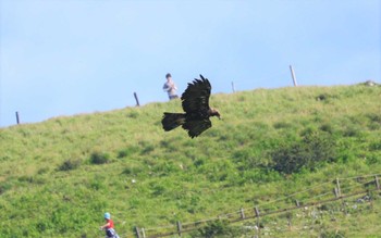 2023年7月4日(火) 伊吹山の野鳥観察記録