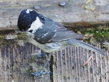 Coal Tit Ozegahara Tue, 7/4/2023