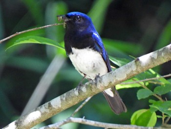 Blue-and-white Flycatcher 日本ラインうぬまの森 Tue, 7/4/2023