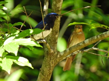 Blue-and-white Flycatcher 日本ラインうぬまの森 Tue, 7/4/2023