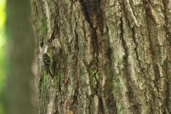 Japanese Pygmy Woodpecker 山田池公園 Sun, 7/2/2023