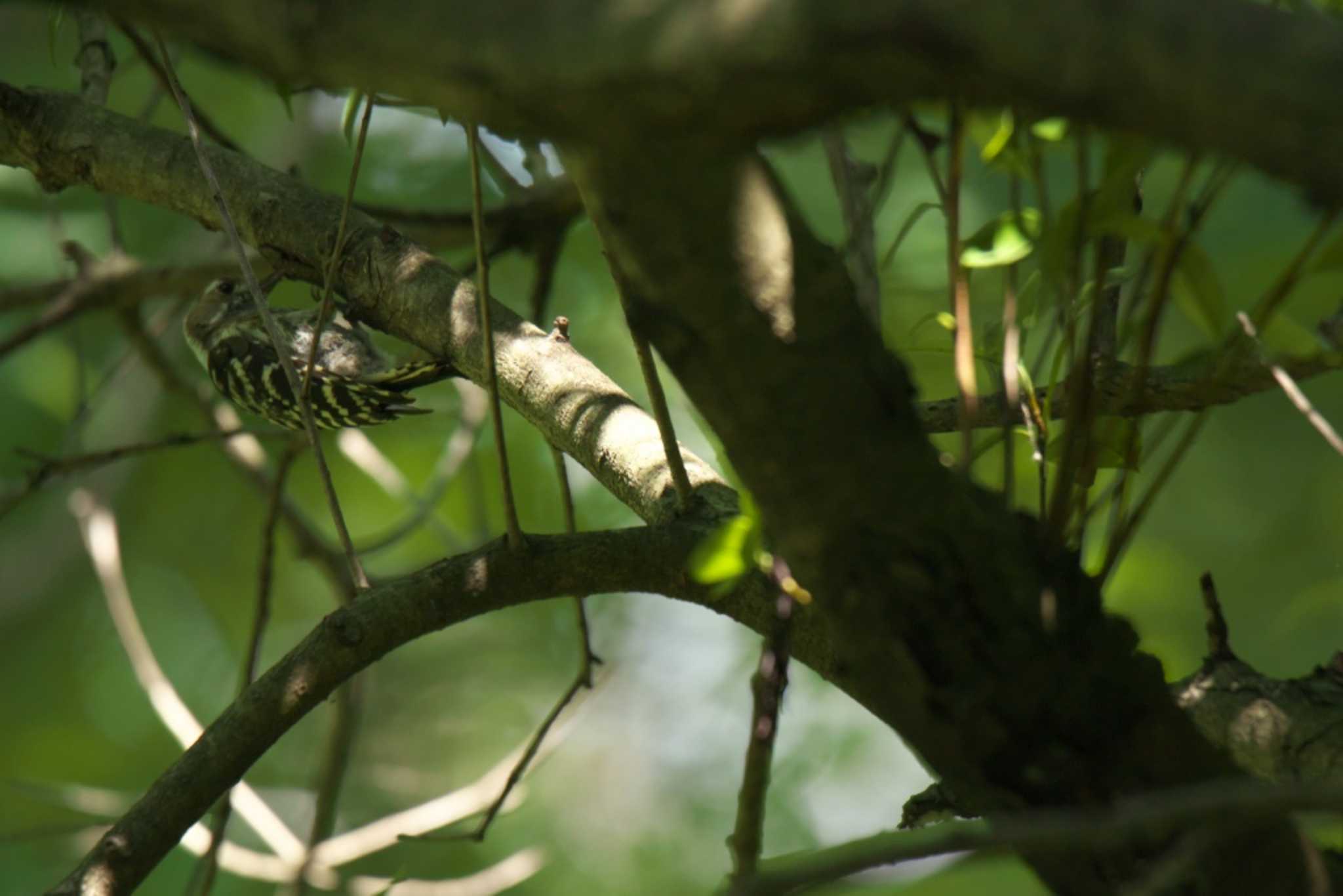 Japanese Pygmy Woodpecker