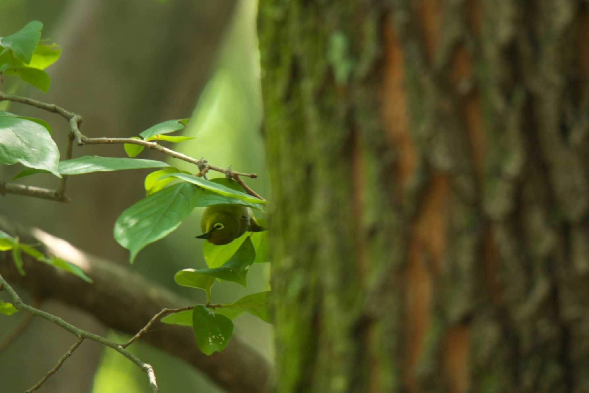 Warbling White-eye