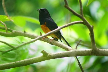 アカハラシキチョウ 台北植物園 2023年6月5日(月)