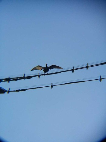 Great Cormorant 恩田川(高瀬橋付近) Sat, 6/2/2018