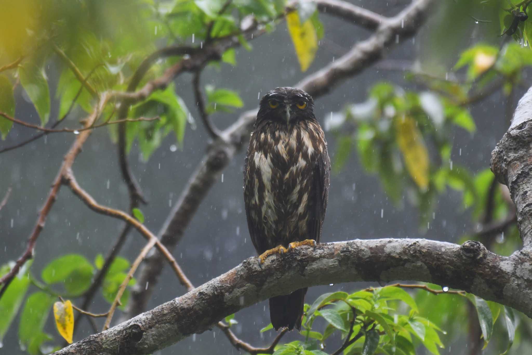 国頭村(沖縄県) アオバズクの写真 by Semal