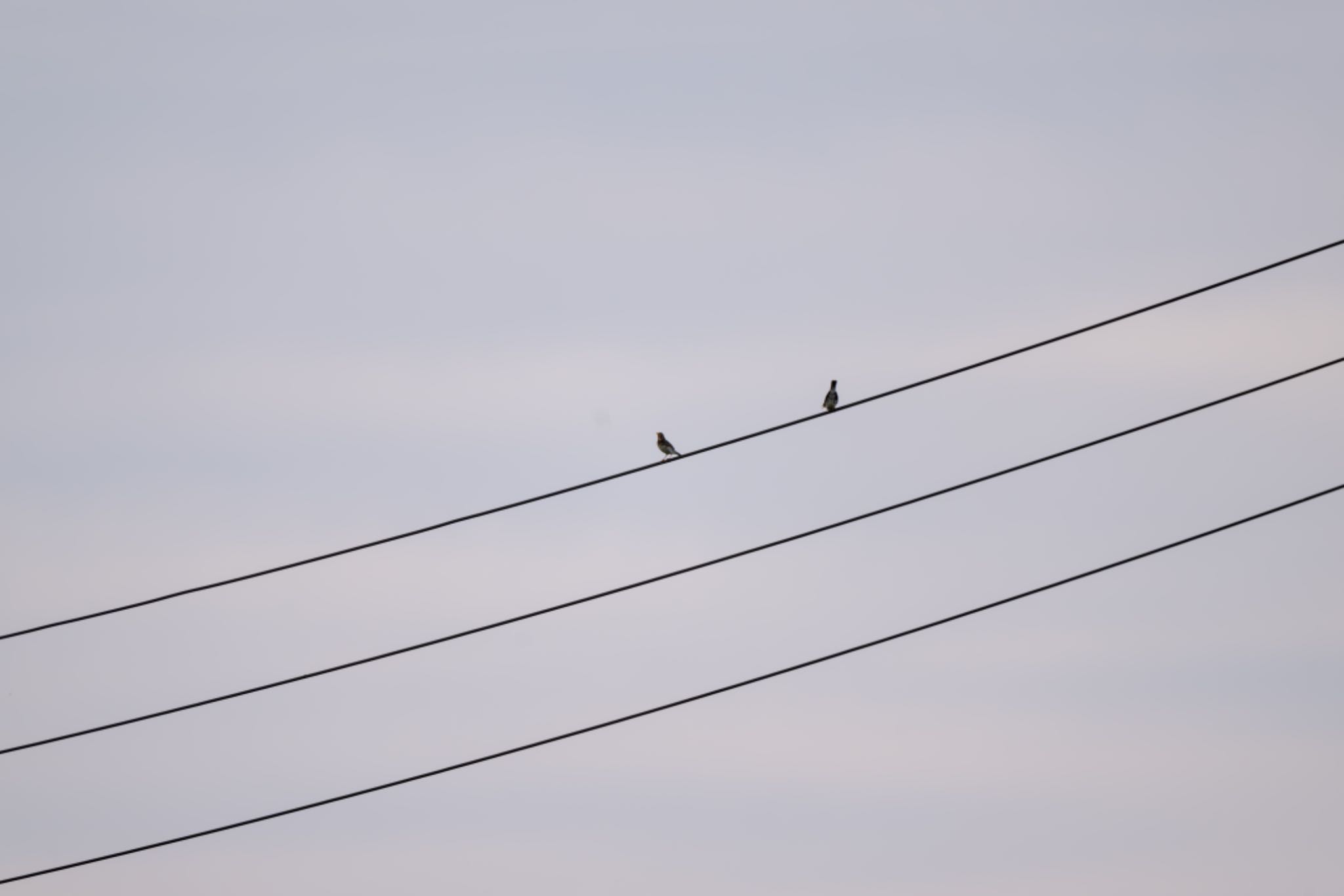 Japanese Thrush