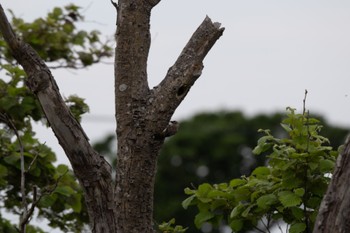 Chestnut-cheeked Starling Teuri Island Tue, 6/27/2023