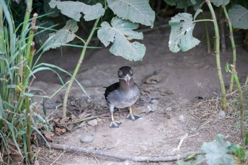 Rhinoceros Auklet Teuri Island Tue, 6/27/2023