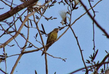 Orange-fronted Parakeet