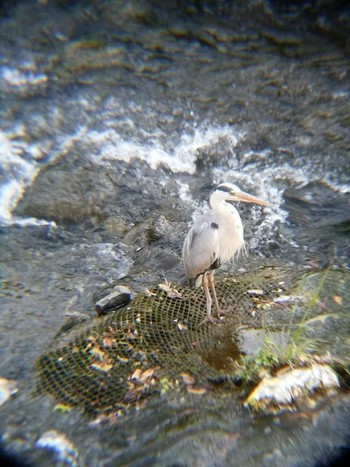 2018年6月2日(土) 恩田川(高瀬橋付近)の野鳥観察記録