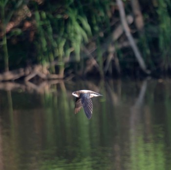 White-throated Needletail Nishioka Park Wed, 7/5/2023