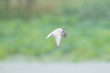 Whiskered Tern Unknown Spots Fri, 6/30/2023