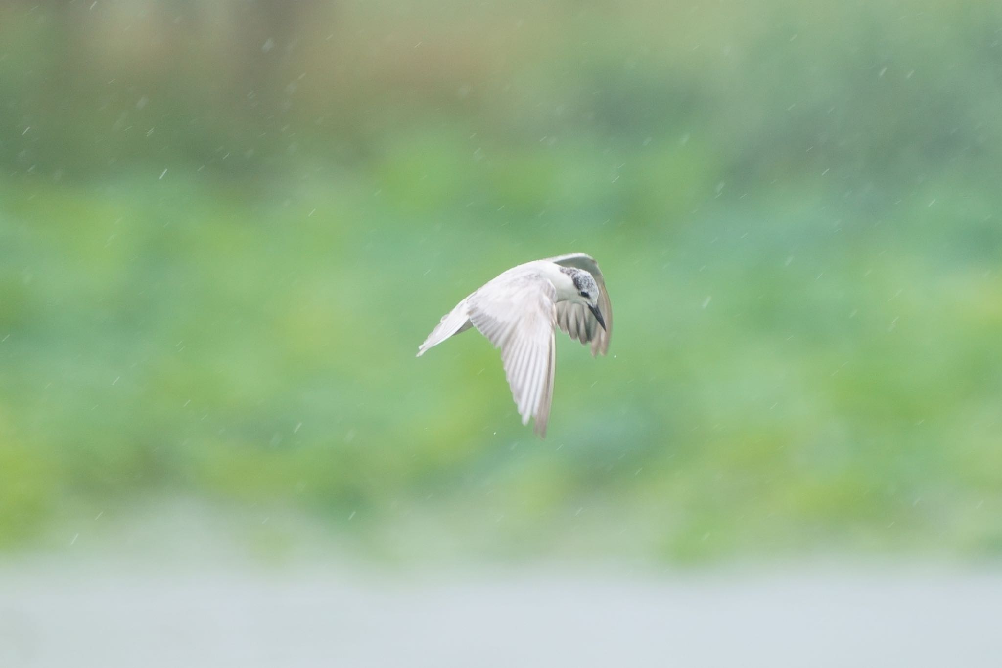 Photo of Whiskered Tern at  by アカウント5227