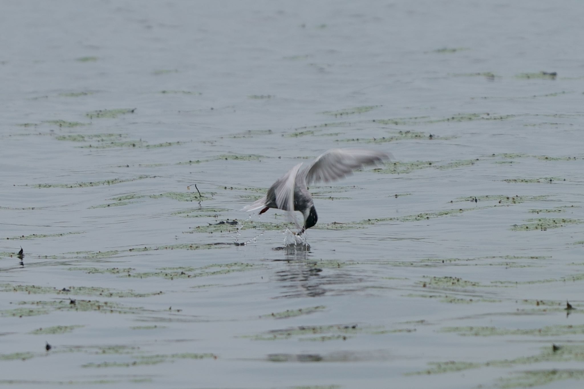 Photo of Whiskered Tern at  by アカウント5227