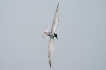 Whiskered Tern Unknown Spots Fri, 6/30/2023