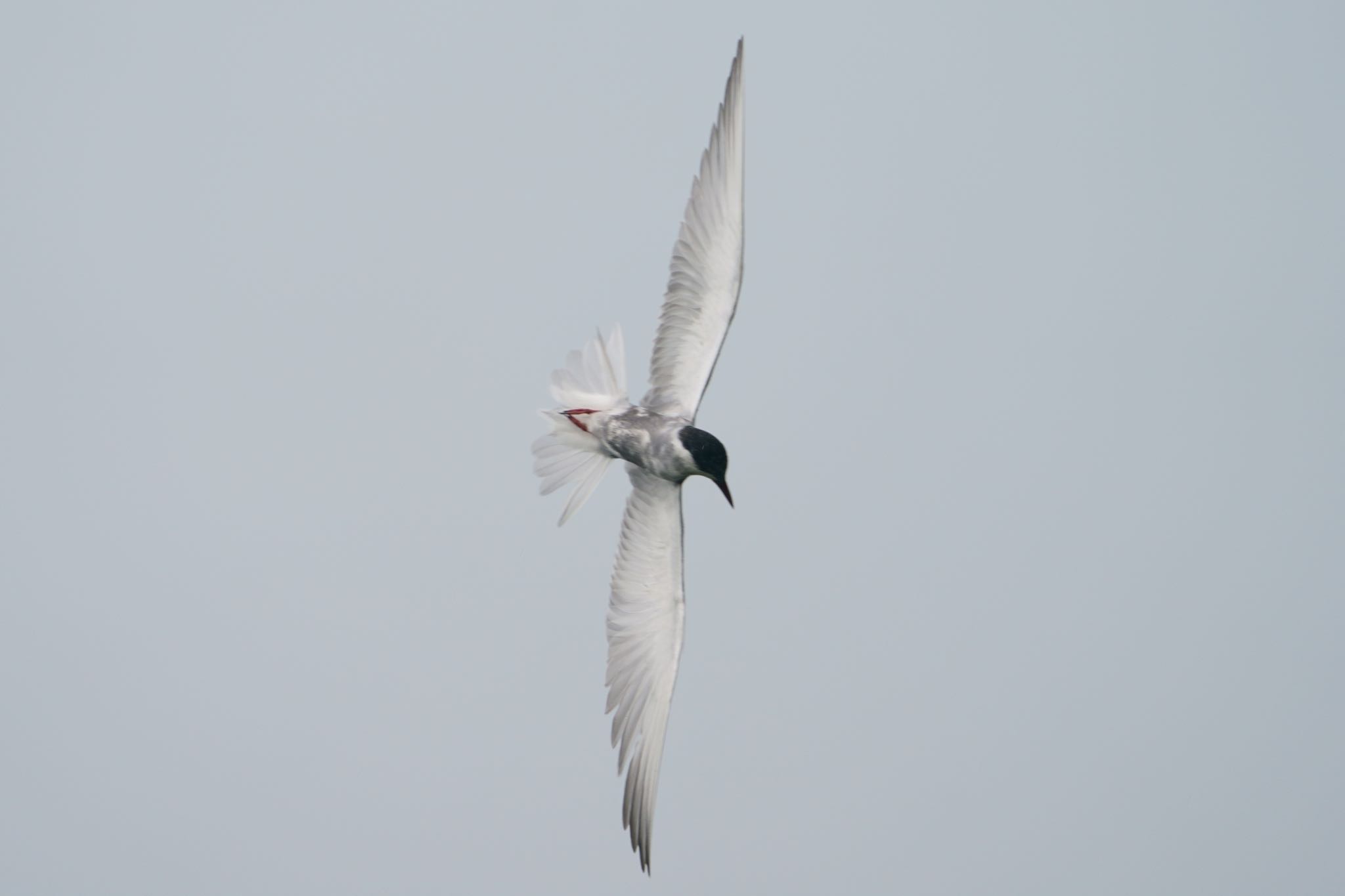 Photo of Whiskered Tern at  by アカウント5227