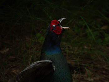 Green Pheasant 新潟市西区 Wed, 6/21/2023