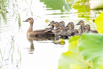 Eastern Spot-billed Duck Unknown Spots Tue, 7/4/2023