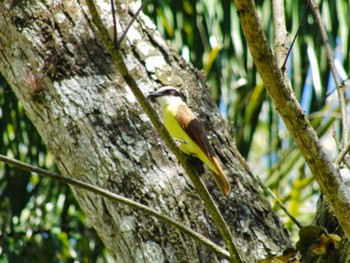 Great Kiskadee コスタリカ Unknown Date