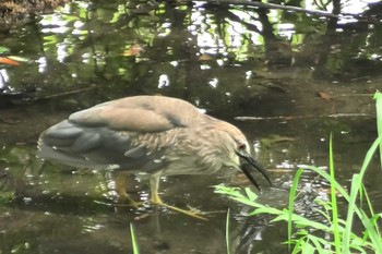 ゴイサギ 小畔水鳥の郷公園 2023年7月5日(水)