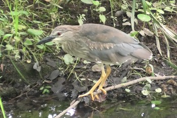 Black-crowned Night Heron 小畔水鳥の郷公園 Wed, 7/5/2023