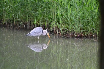 アオサギ 猿江恩賜公園 2023年5月14日(日)