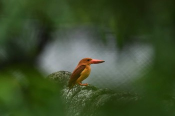 アカショウビン 場所が不明 2023年7月4日(火)