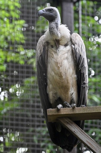 White-backed Vulture Ueno Zoo Thu, 6/8/2023