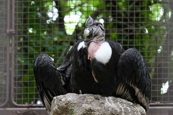 コンドル 上野動物園 2023年6月8日(木)