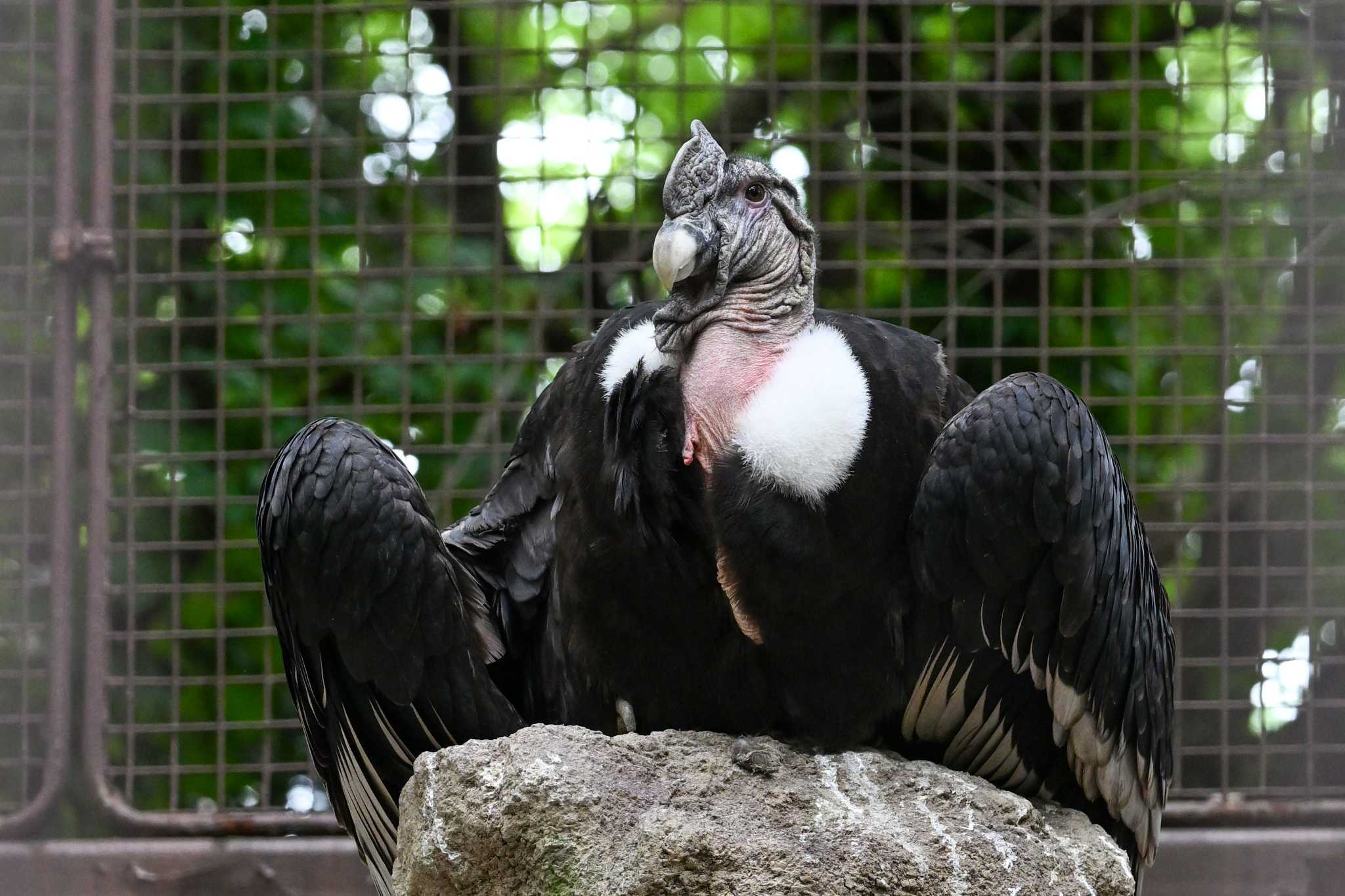 Photo of Andean Condor at Ueno Zoo by Yokai