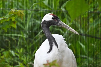 タンチョウ 上野動物園 2023年6月8日(木)