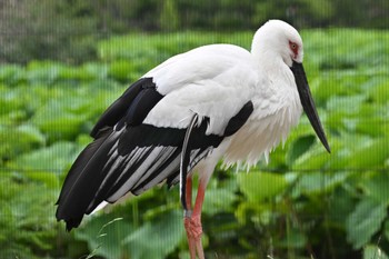 コウノトリ 上野動物園 2023年6月8日(木)