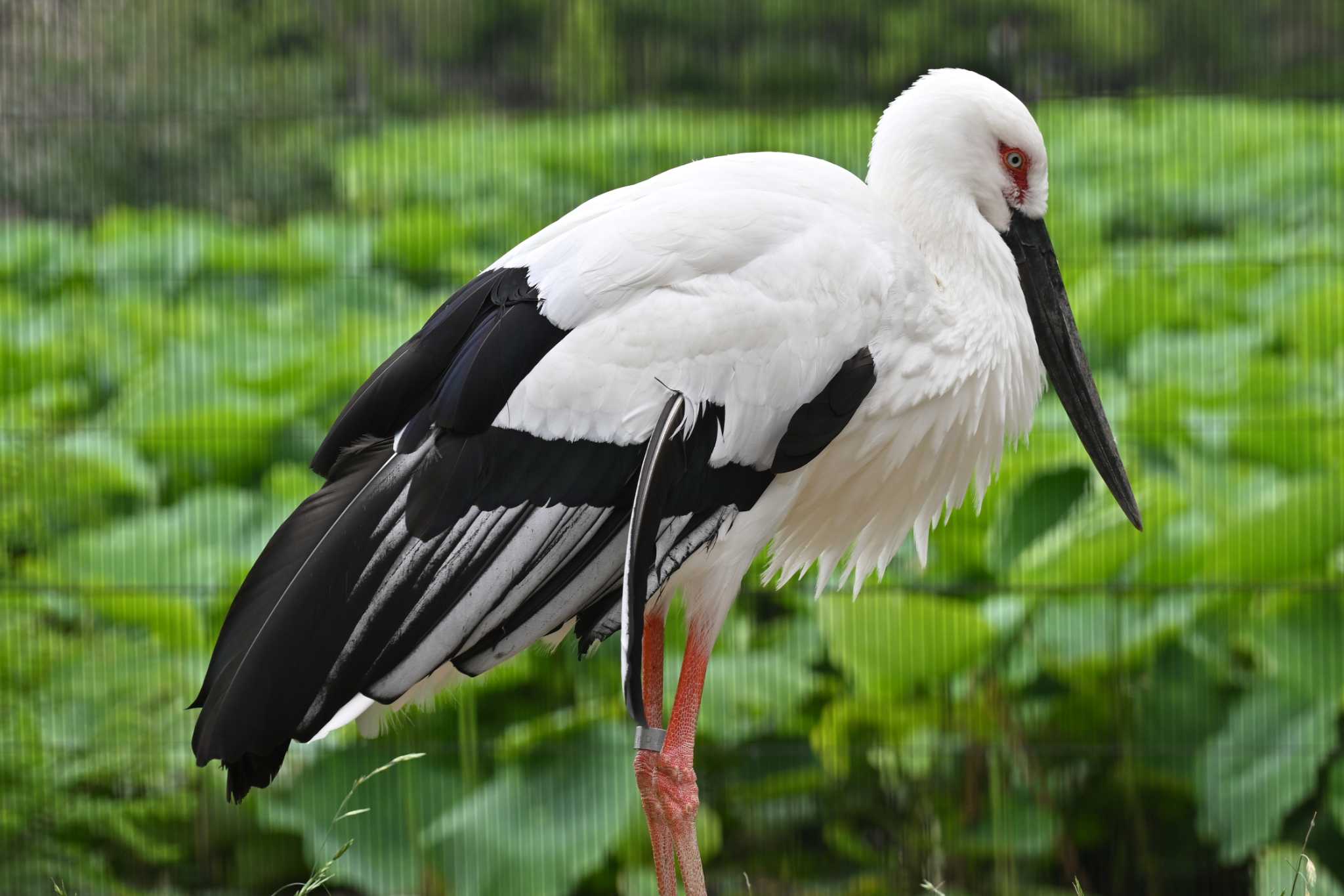 上野動物園 コウノトリの写真 by Yokai