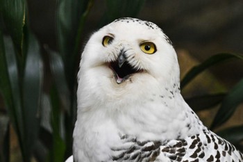 Snowy Owl Ueno Zoo Thu, 6/8/2023