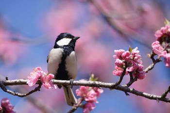 Japanese Tit 大宮第二公園 Fri, 3/24/2017